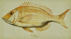 Muséum d'histoire naturelle - French curator, explorer, zoologist, naturalist and painter
