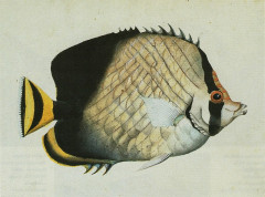 Muséum d'histoire naturelle - French curator, explorer, zoologist, naturalist and painter