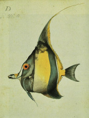 Muséum d'histoire naturelle - French curator, explorer, zoologist, naturalist and painter
