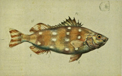 Muséum d'histoire naturelle - French curator, explorer, zoologist, naturalist and painter
