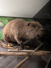 Muséum d'histoire naturelle Lecoq - 
