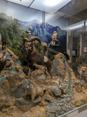 Muséum d'histoire naturelle Lecoq - 