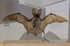 Muséum d'histoire naturelle Lecoq - 